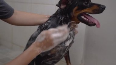 Küçük köpekler banyoda köpüğe şampuandır.