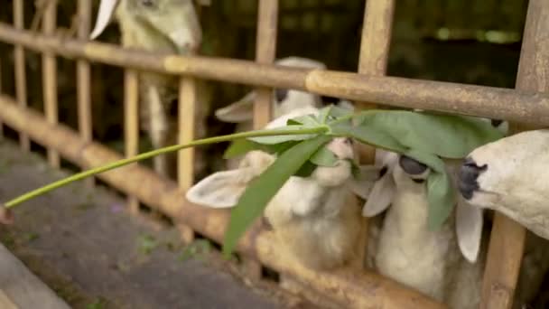 As pessoas dão talos folhosos para cabras bonitos em gaiolas — Vídeo de Stock