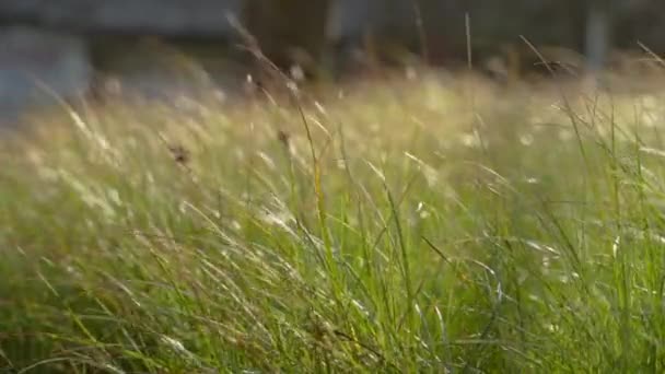 Arroz paddy verde planta ao ar livre — Vídeo de Stock