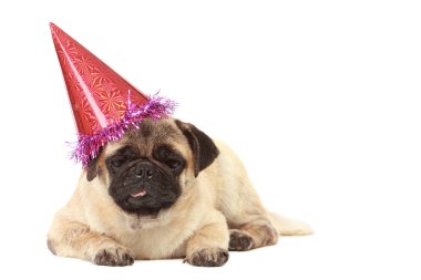 Beyaz arka plan üzerinde şapka ile şirin Pug köpek