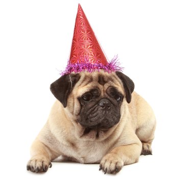 Beyaz arka plan üzerinde şapka ile şirin Pug köpek