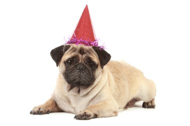 Beyaz arka plan üzerinde şapka ile şirin Pug köpek