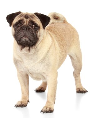 Beyaz arka plan üzerinde Pug köpek
