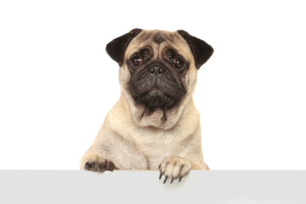 dog with blank board