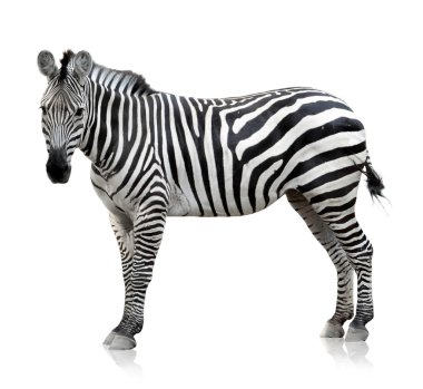 beyaz zemin üzerinde zebra