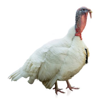 Beyaz Türkiye