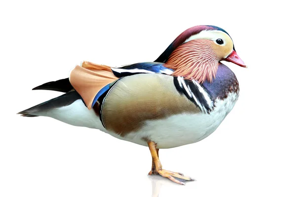 Canard mandarin — Photo