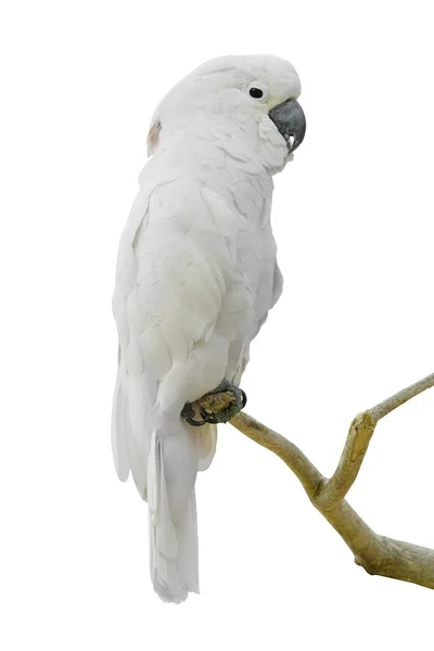 Fehér papagáj — Stock Fotó