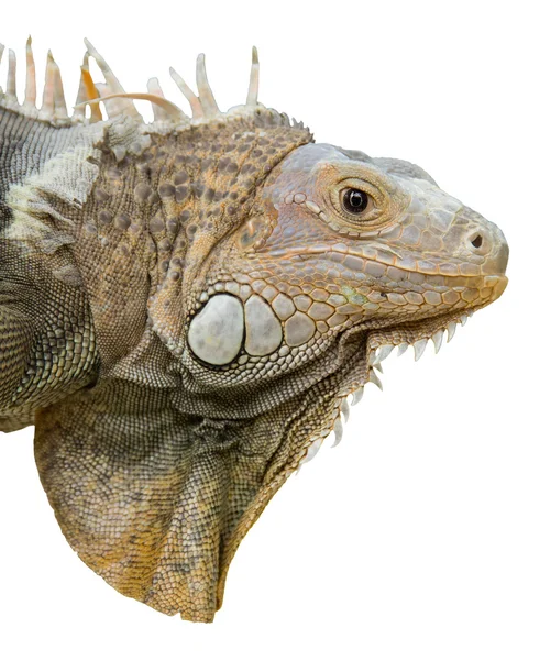 Iguana isolata su bianco — Foto Stock