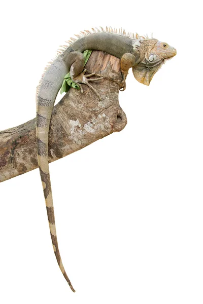 Iguana isolata su bianco — Foto Stock