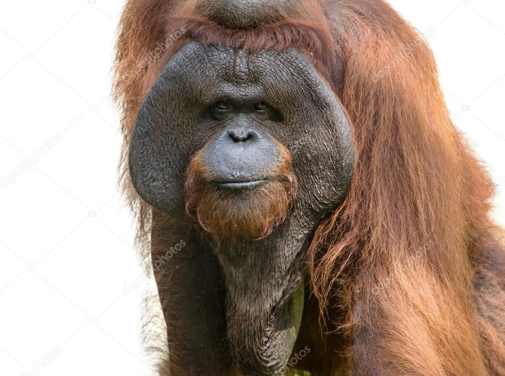 Orangutan