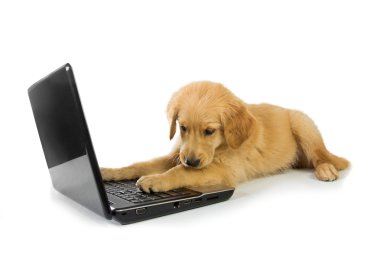 Beyaz arka plan üzerinde c izole bir dizüstü bilgisayar ile bir Golden Retriever