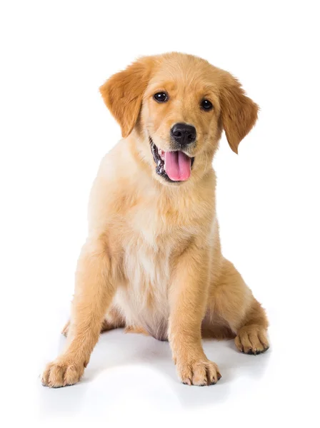 Golden Retriever perro sentado en el suelo, aislado en bac blanco —  Fotos de Stock