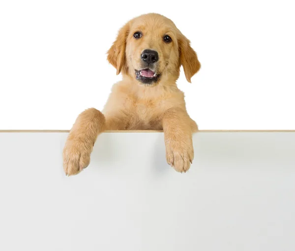 Golden retriever cão segurando em uma placa branca em branco — Fotografia de Stock