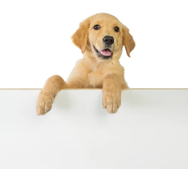 Golden retriever köpek bir beyaz boş tahta üzerinde tutan — Stok fotoğraf