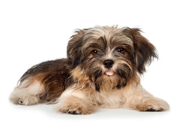 Uma postura bonita sorrindo cachorro havanese chocolate escuro — Fotografia de Stock