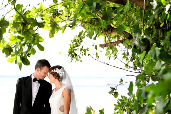 Romantische jonggehuwde paar onder de boom knuffelen — Stockfoto