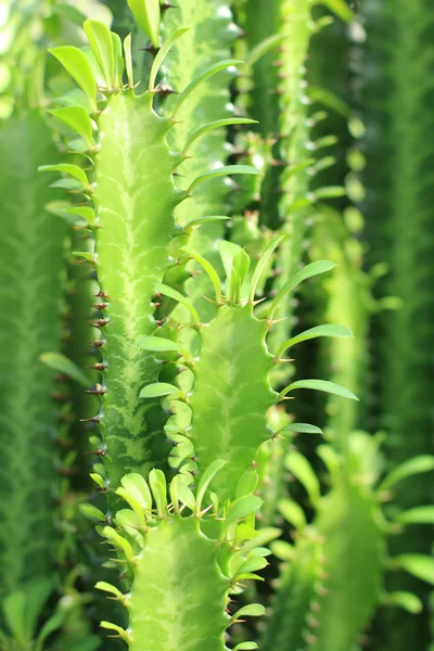Grön växt med törnekrona på stammen — Stockfoto
