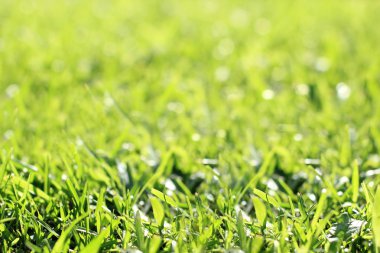 arka planı yeşil çimen