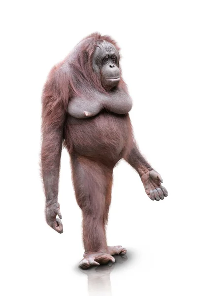 Orang Utan steht isoliert da — Stockfoto