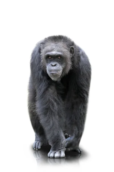 Un gorille marche sur les quatre, isolé — Photo