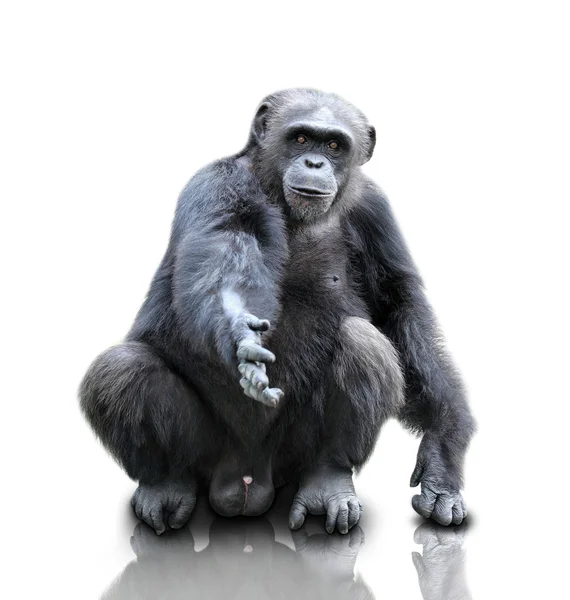 Ein Gorilla sitzt auf weißem Hintergrund, isoliert — Stockfoto