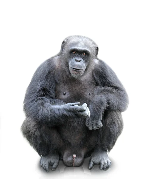 Um gorila sentado sobre fundo branco, isolado — Fotografia de Stock