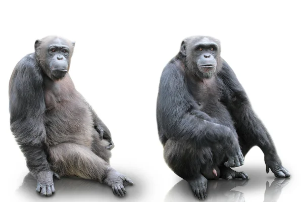 Izole, beyaz arka plan üzerinde oturan bir goril — Stok fotoğraf