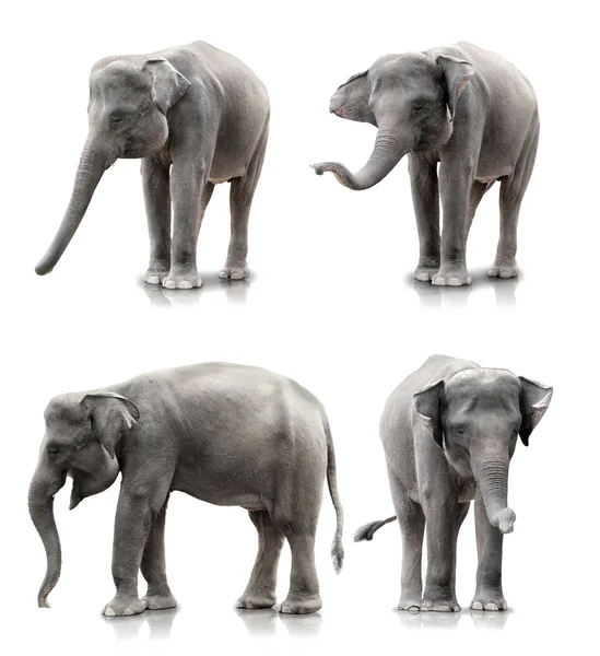 Elefant — Stockfoto