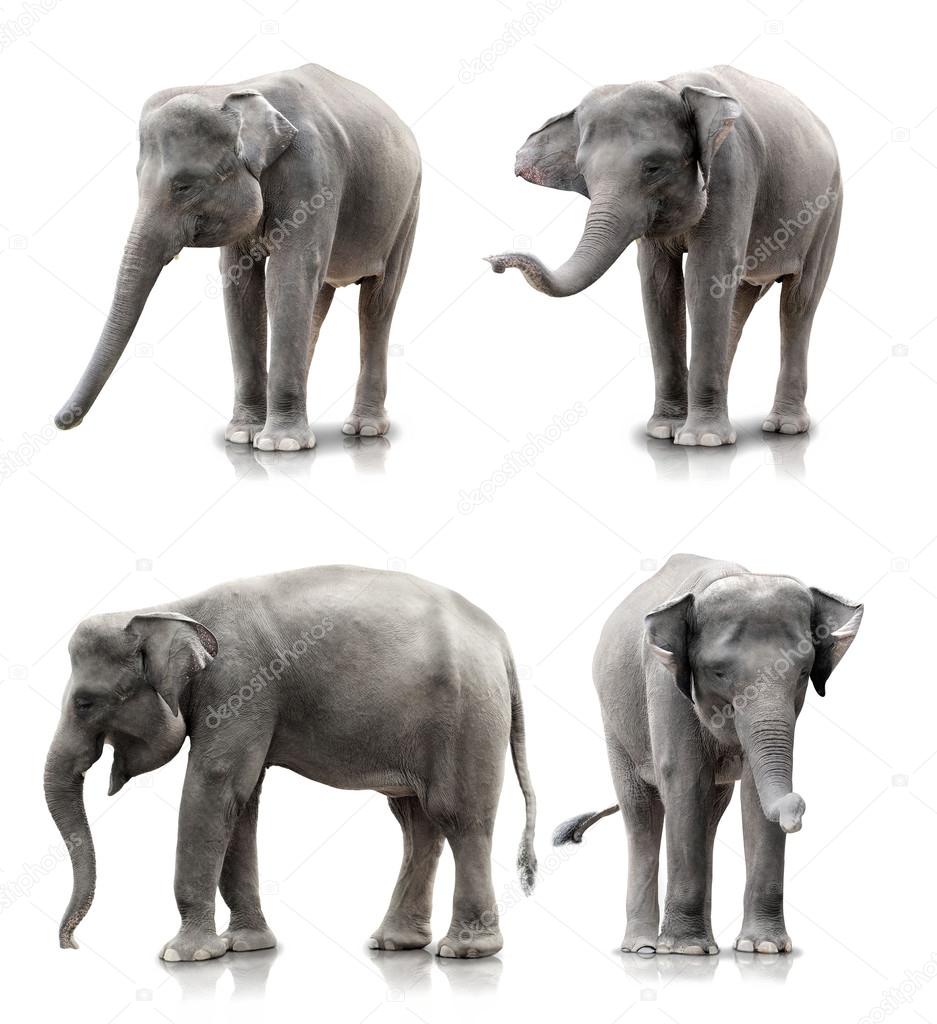 elephant