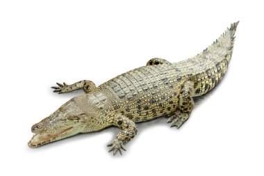 Beyaz arka planda izole kükreyen timsah