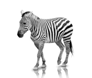 Beyaz arka plan, tam vücut izole zebra