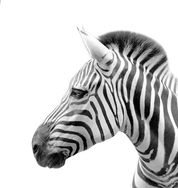 Der Kopf eines Zebras isoliert auf weißem Hintergrund — Stockfoto