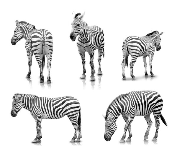 Zebras in many angle and poses, isolated in white background