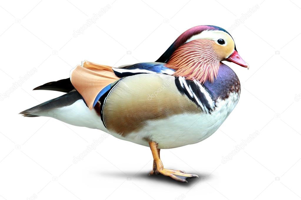 Colorful Mandarin duck standing isolated in white background