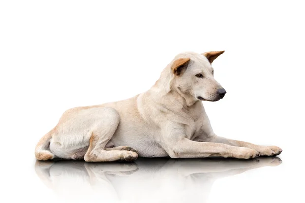 Krémes színű korcs kutya fektet a földön — Stock Fotó