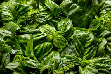 Taze organik bazilika yaprakları