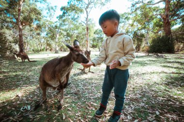 Bir çocuk kanguruyu doğal ortamında nazikçe besler, vahşi yaşam ve aile teması için mükemmeldir..