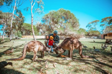 Neşeli bir aile, güneşli bir vahşi yaşam parkında dost kangurularla seve seve etkileşime girer.