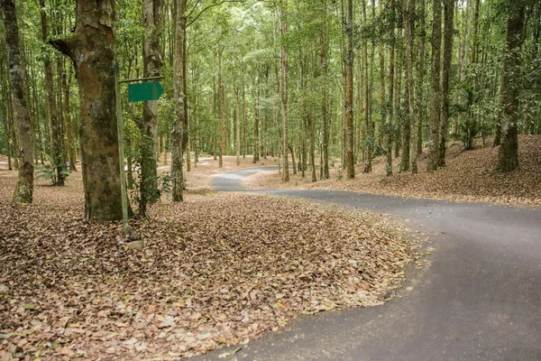 Trees in both sides of the country road — Stock Photo, Image