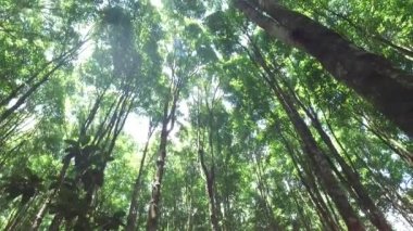 Güneş yaprakların arasında