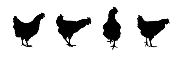 Hen Silhouettes Vector Set Chicken Farm Illustration — Stock Vector