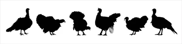 土耳其轮廓矢量集 土耳其家禽饲养场说明 — 图库矢量图片