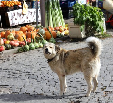 Cadılar bayramı için renkli balkabaklarının, kabakların ve kabakların önündeki köpek..