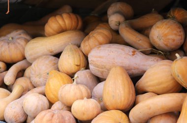 Cadılar bayramı için turuncu ve süslü balkabakları ve kabakları..