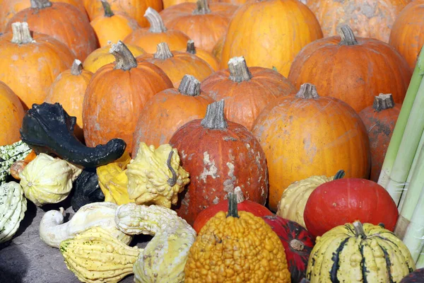 Laranja Abóboras Ornamentais Abóboras Para Feriado Halloween — Fotografia de Stock