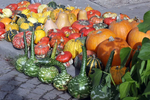 Abóboras Ornamentais Coloridas Cabaças Abóboras Rua Para Fundo Férias Halloween — Fotografia de Stock