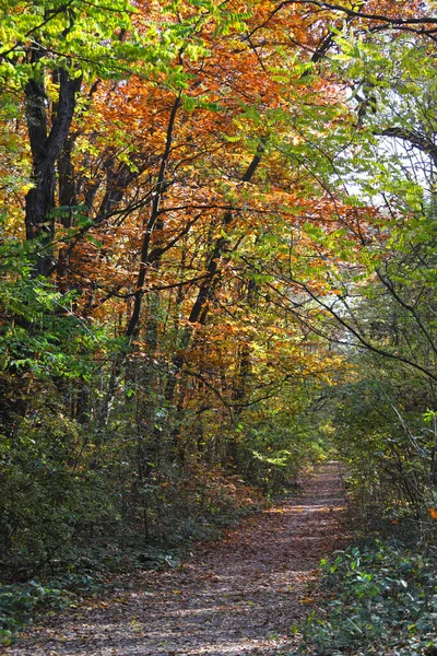 Vägen Skogen Med Höstlöv Och Färger Höstbakgrund — Stockfoto