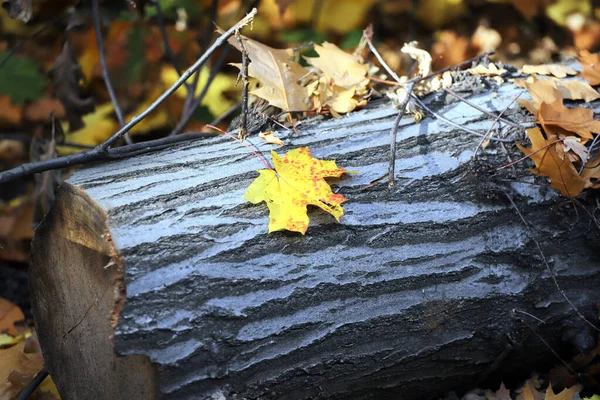 Contrasting yellow maple leaf on a log. Autumn background.