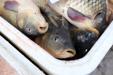 Aziz Niklas Günü için taze sazan. Sazan balıkları.